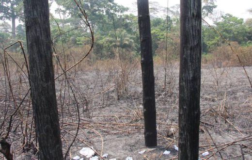 Bushfires burn ECG poles