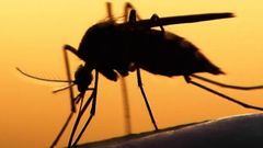 The syndrome is transmitted by mosquitoes