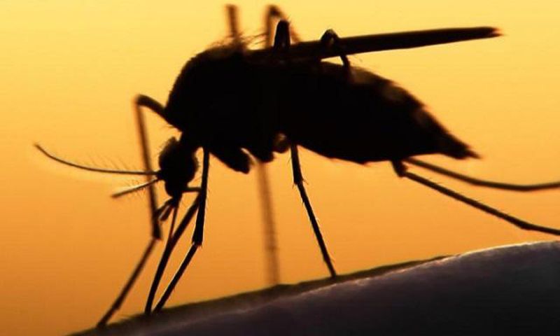 The syndrome is transmitted by mosquitoes