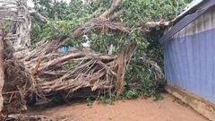 Woman, 2 children trapped indoors for hours after tree collapse in Wa (Video)