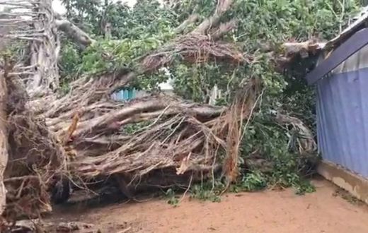 Woman, 2 children trapped indoors for hours after tree collapse in Wa (Video)