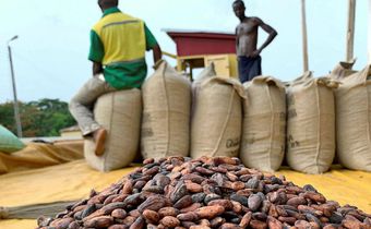 Ghana Cocoa