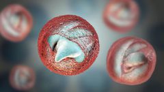Cryptosporidium