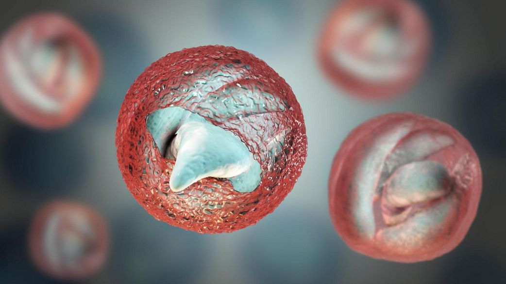 Cryptosporidium