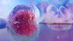 IVF