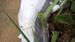 Enchi: Dead body found in sack by roadside