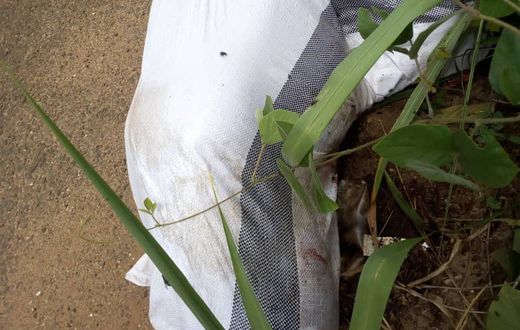 Enchi: Dead body found in sack by roadside