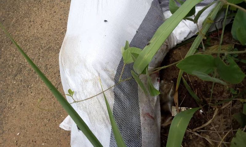 Enchi: Dead body found in sack by roadside