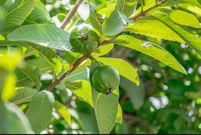 These 3 Ghanaian herbs can make your vagina tighter