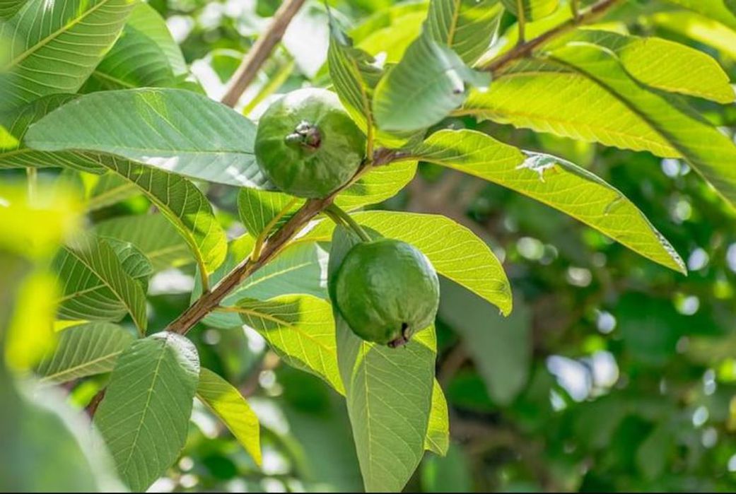 These 3 Ghanaian herbs can make your vagina tighter