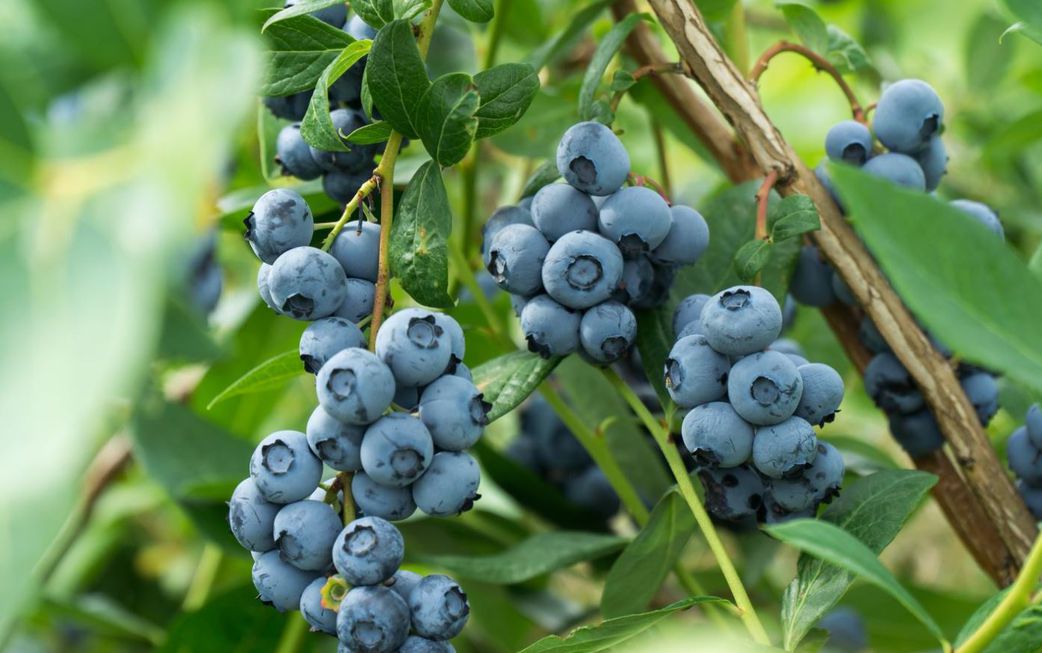 6 best foods to eat for mental clarity and focus