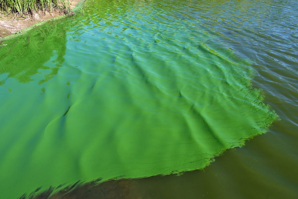 sea-bacteria