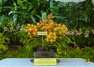 President Mahama honoured with orchid hybrid in Singapore