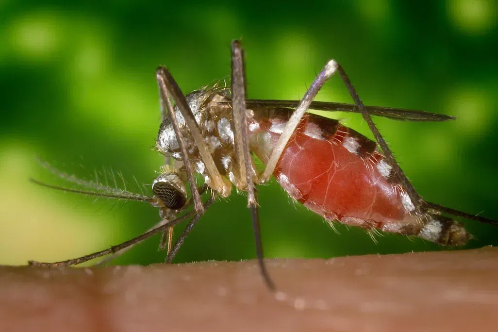 Genetically-modified mosquito. Credit: CDC/PHIL/CORBIS