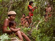 The Awa tribe is on the verge of extinction [SurvivalInternational]