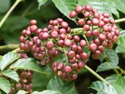 Herbal treatment for cancer- MedicalNewsToday