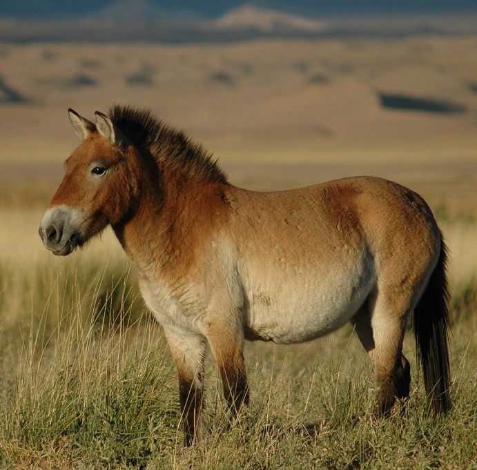 Przewalski’s horse [Wikipedia]