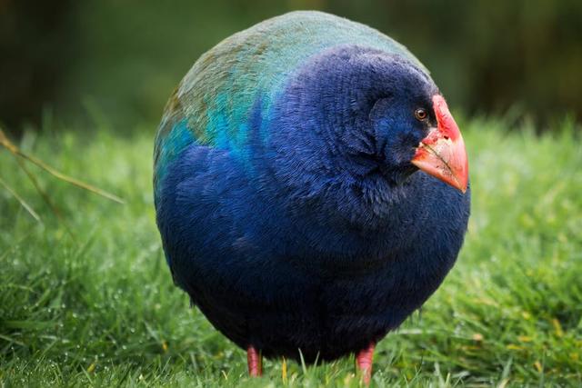 These animals were thought to be extinct [X]