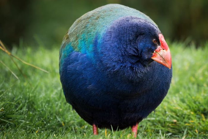 These animals were thought to be extinct [X]