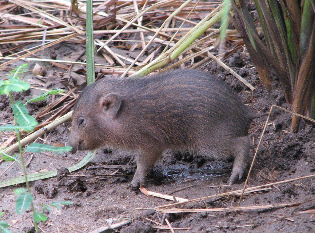 Pygmy hog [IUCN]
