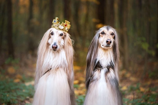 These expensive dog breeds cost millions [X.com]