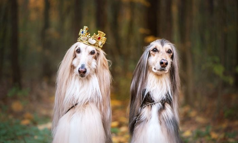 These expensive dog breeds cost millions [X.com]