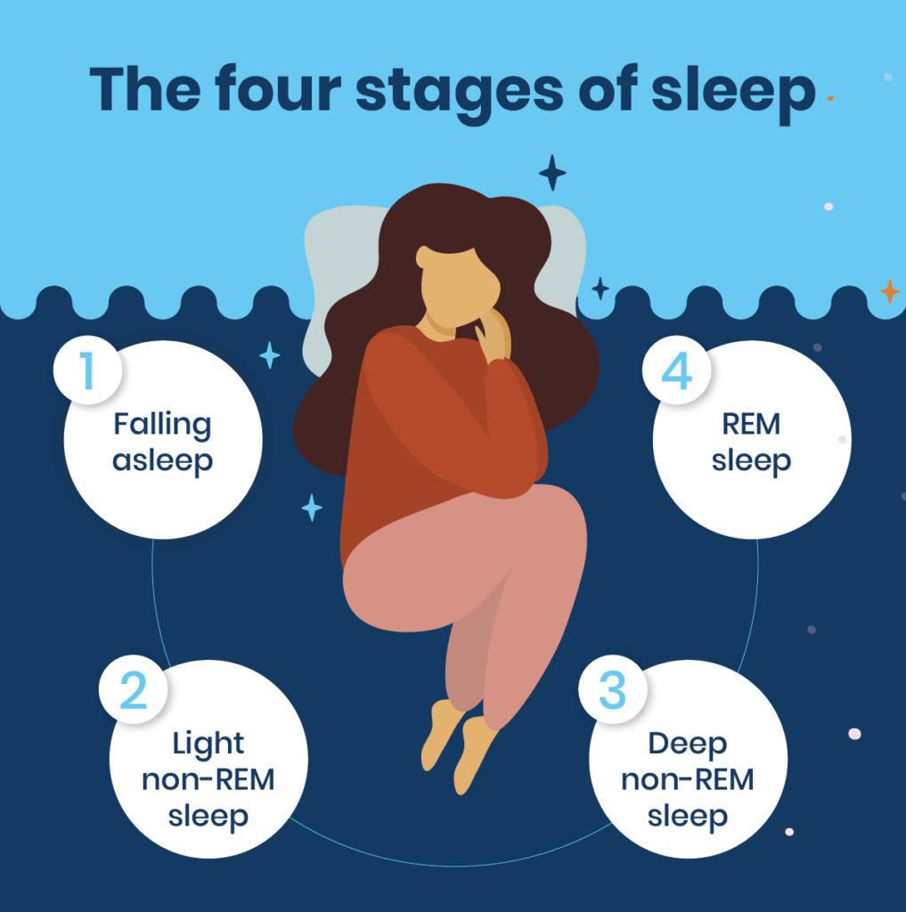 The different sleep stages [SleepScore]