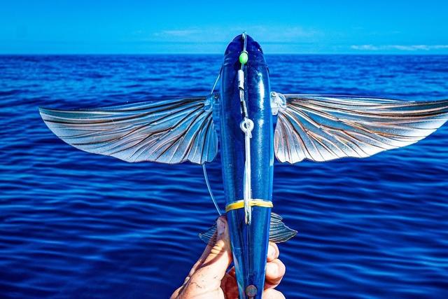 The fish that could 'fly' [Halfpastfirstcast]