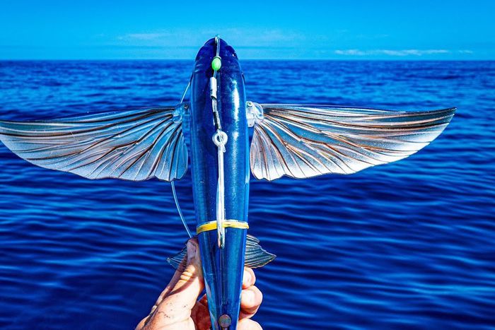 The fish that could 'fly' [Halfpastfirstcast]