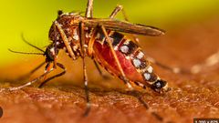 Dengue