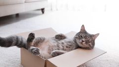 Have you noticed cats love cardboard boxes? [Shutterstock]