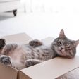 Have you noticed cats love cardboard boxes? [Shutterstock]