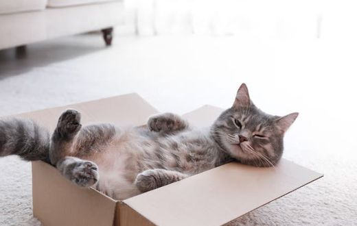 Have you noticed cats love cardboard boxes? [Shutterstock]