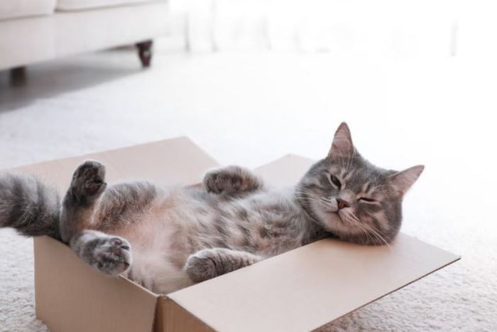 Have you noticed cats love cardboard boxes? [Shutterstock]