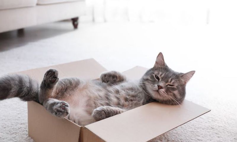Have you noticed cats love cardboard boxes? [Shutterstock]