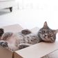 Have you noticed cats love cardboard boxes? [Shutterstock]