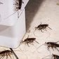 Cockroaches running around your home can be annoying and irritating [Shutterstock]
