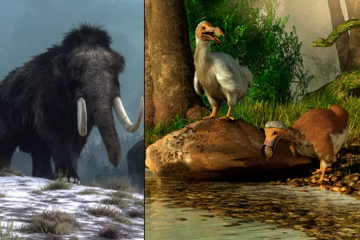 These animals are now extinct [LADbible]