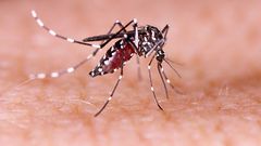 Dengue fever