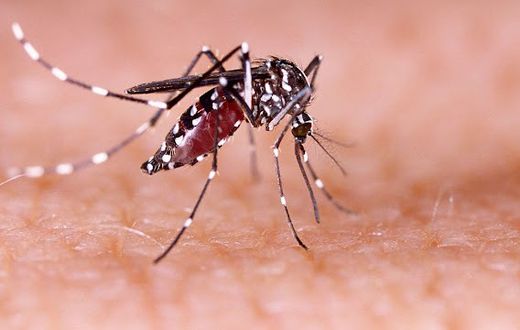 Dengue fever