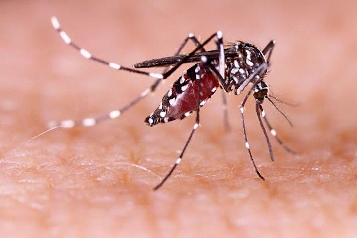 Dengue fever
