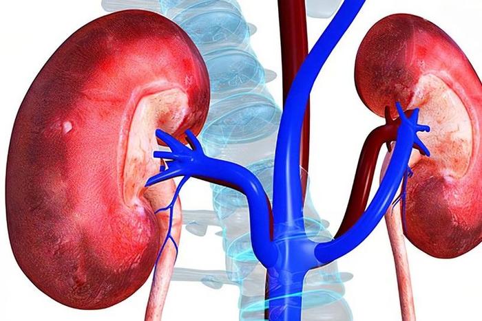 Kidney