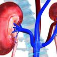 Kidney