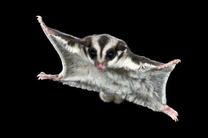 Animals you didn’t know could fly [X]