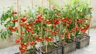 Home gardening helps cut down on grocery bills [Youtube]