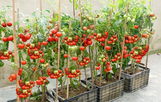 Home gardening helps cut down on grocery bills [Youtube]