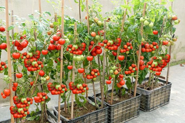 Home gardening helps cut down on grocery bills [Youtube]