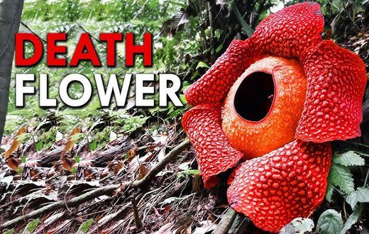 The largest flower in the world [Youtube]