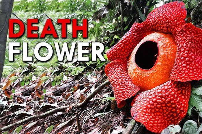 The largest flower in the world [Youtube]