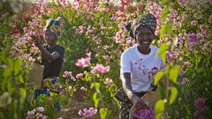 Herbal medicine- MAP expo